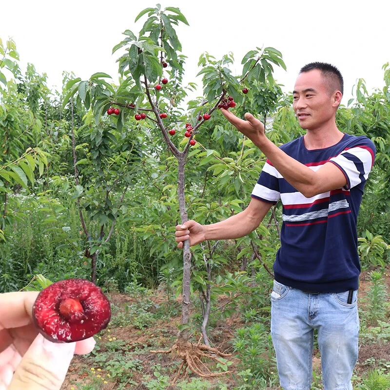 车厘子大樱桃树苗盆栽地栽果树苗南方北方种植当年结果樱桃苗嫁接