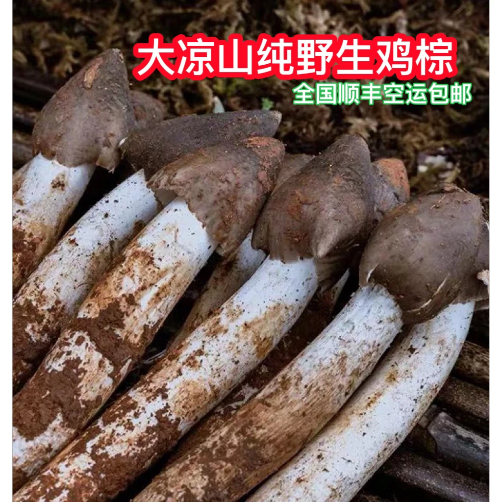 大凉山野生菌纯野生鸡棕蘑菇炖鸡炖汤清蒸好选择1-3斤
