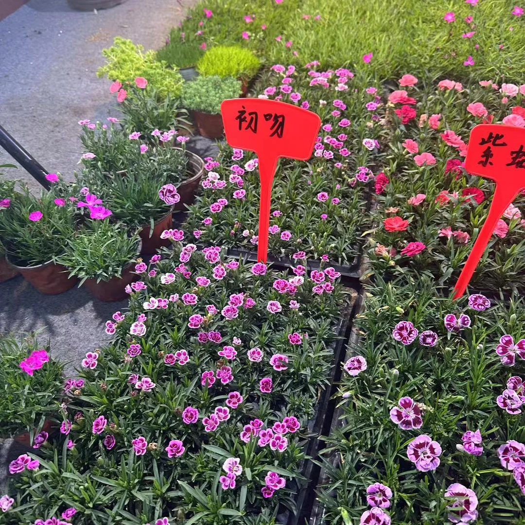 多色多品种穴盘苗四季开花耐寒耐旱多年生花卉盆栽庭院地栽常绿活