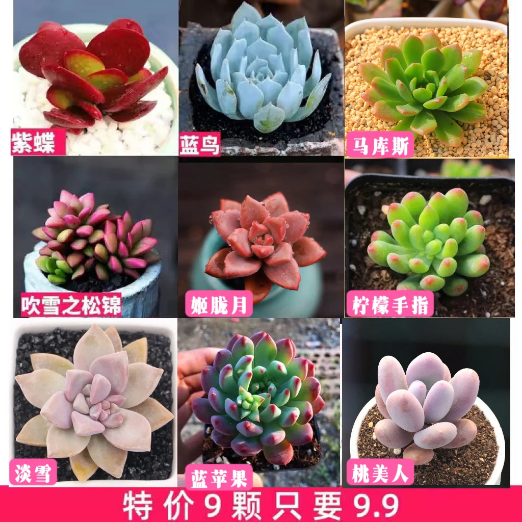 多肉植物盆栽精品多肉盆土套餐花卉绿植盆栽防辐射新手易活