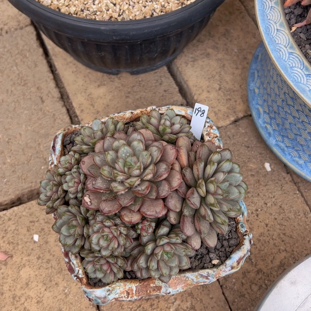 红陶20CM（含）-50CM（不含）