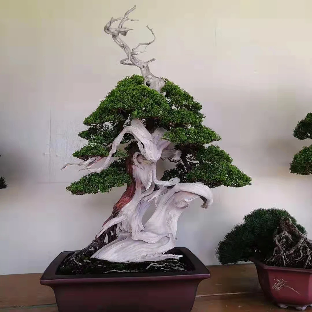 恒瑜园，真柏盆景，直播间一物一拍