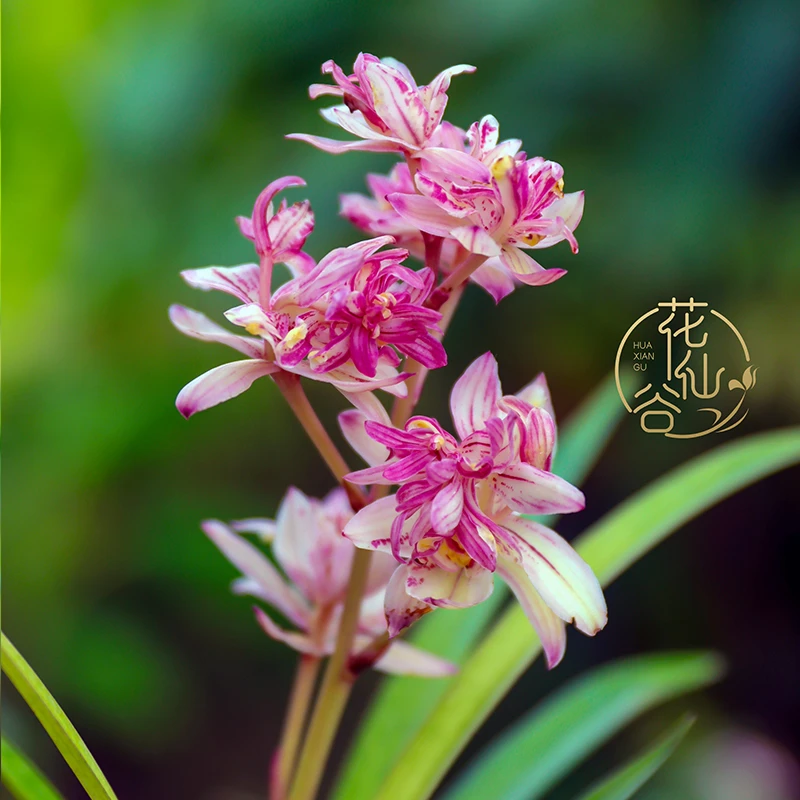 建兰浓香好养型 红禅牡丹（7月—12月带花苞） 室内绿植花卉