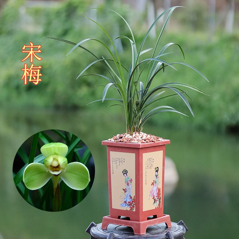 春兰老种 宋梅（10月—2月带花苞） 经典春兰四天王室内绿植花卉