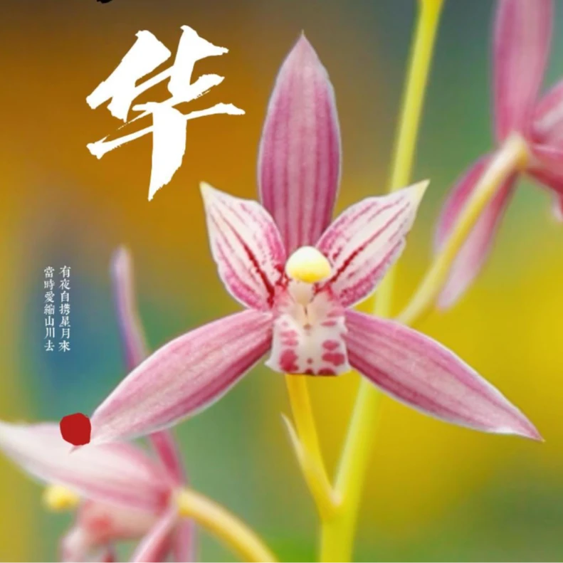 建兰铭品先明艺粉红花 芳华(7月—12月带花苞)绿植花卉