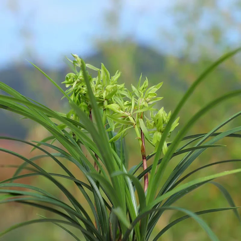 春兰 花开富贵(10月—2月带花苞）室内绿植花卉