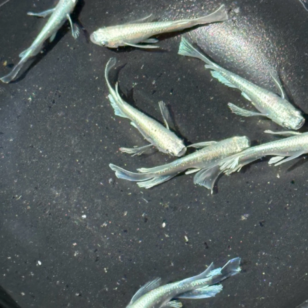 观背青鳉混合星光观赏鱼小型冷水鱼古法养鱼不需要打氧过滤的鱼