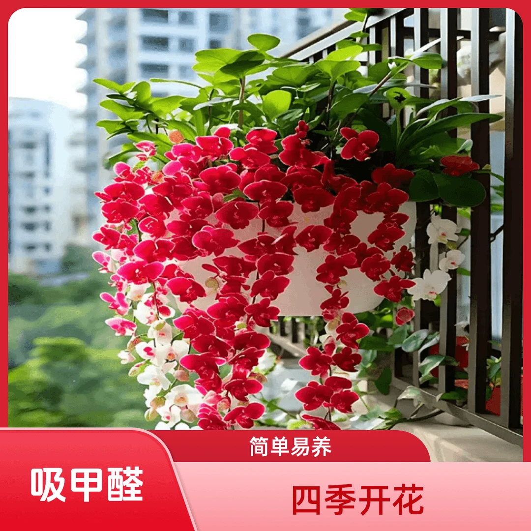 【垂丝石斛兰】家庭盆栽日常养浓香型花卉四季开花耐寒植物室内外好