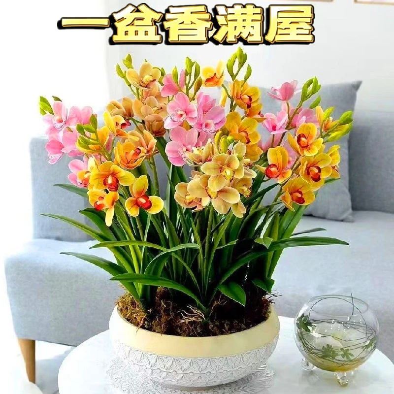 【四季热卖】兰花球根驱蚊虫水土养开花浓香型花卉盆栽绿植四季清香