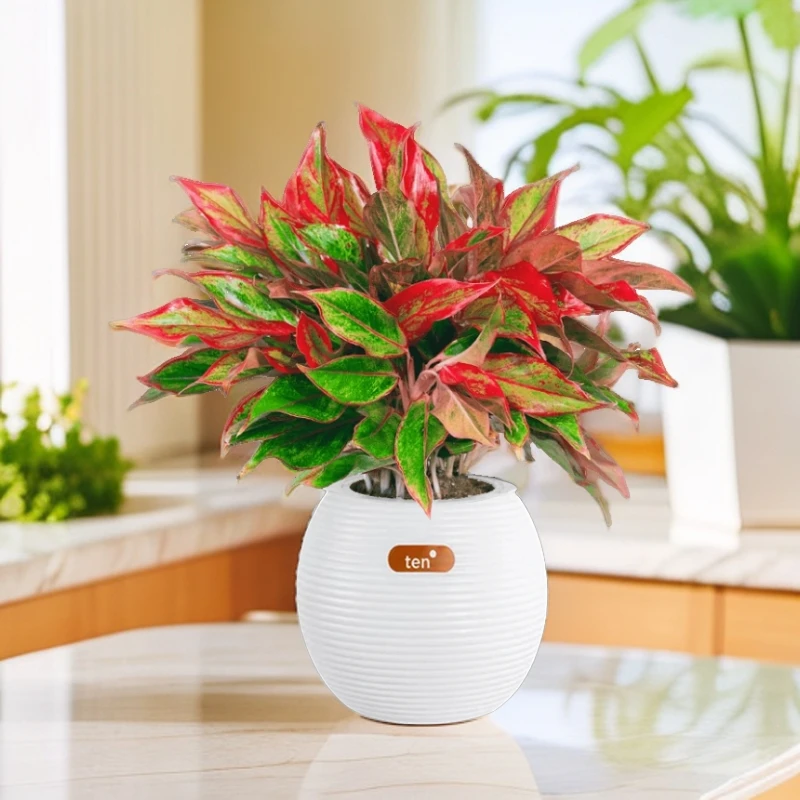 万年红盆栽水培如意皇后吉利红室内水培植物净化空气花卉绿植盆栽