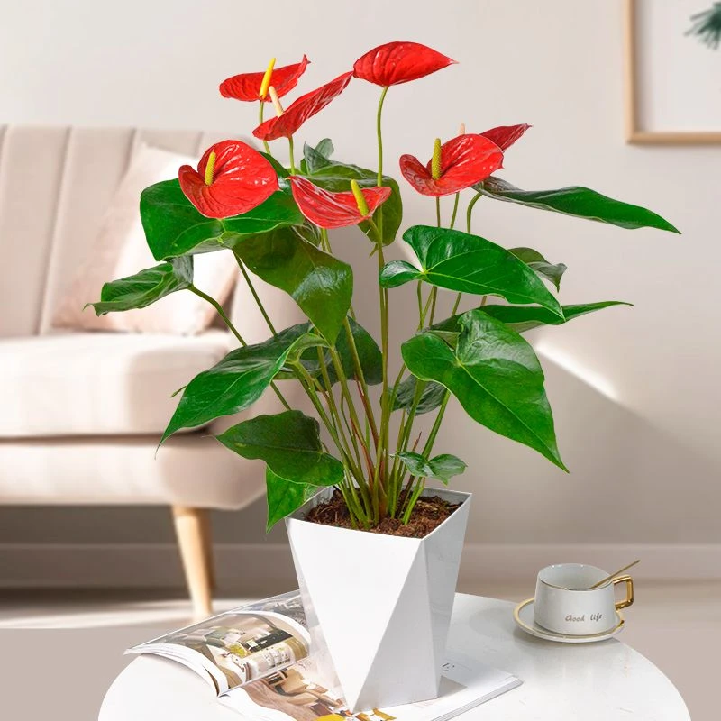 【60厘米高】花间大红掌盆栽室内开花好养易活四季水养客厅桌面