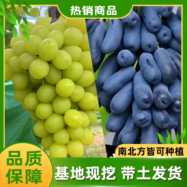 【蓝宝石阳光玫瑰葡萄树苗】葡萄苗盆栽地栽阳台庭院精品果树苗