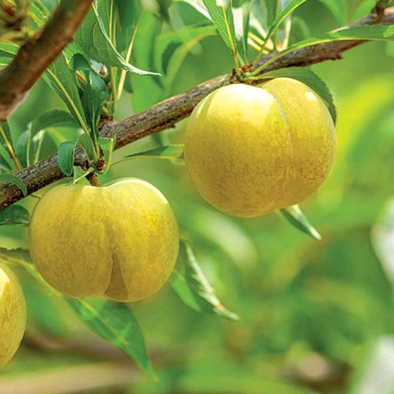 正宗脱骨蜂糖李子树苗嫁接苗不活包赔现挖现发