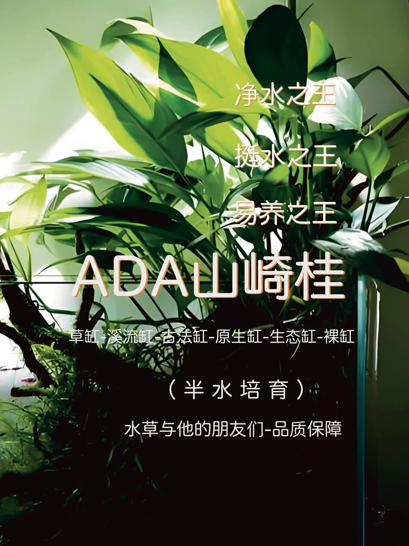 ADA山崎桂（半水）新品高植株净水之王好养不死易活