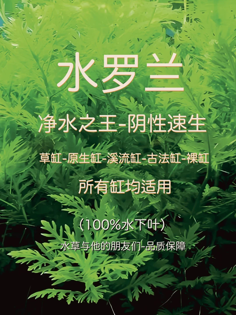 水罗兰（半水）（水下叶）阴性水草超级易养易活，不死王净水之王