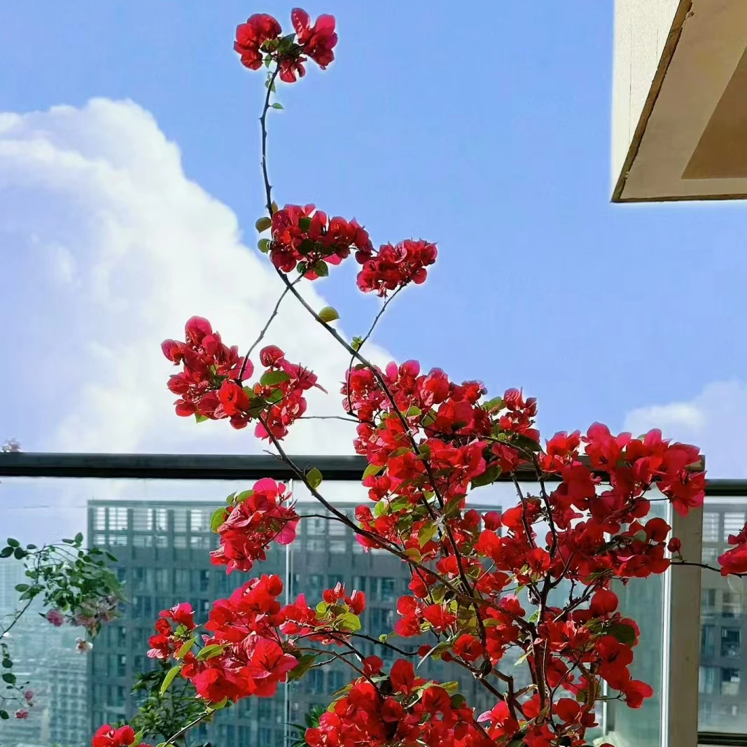 直播间福袋，送一颗三角梅，图片仅供参考