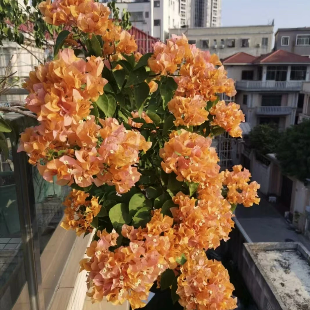 【加州黄金】三角梅耐寒四季勤花爬藤爆花机器