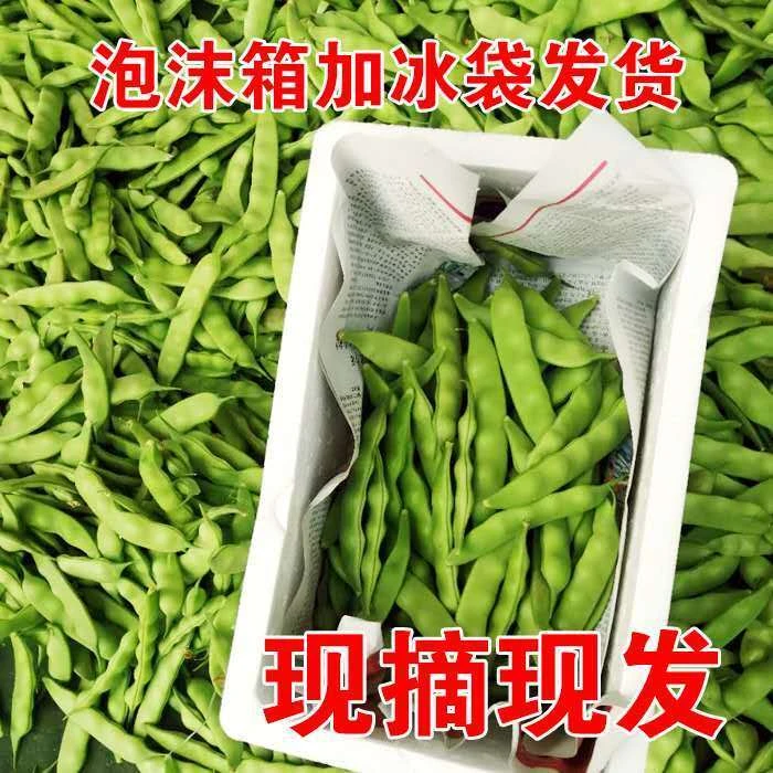 【丰收节】油豆角东北九月青豆角油豆角东北油豆角现摘现发3斤5斤