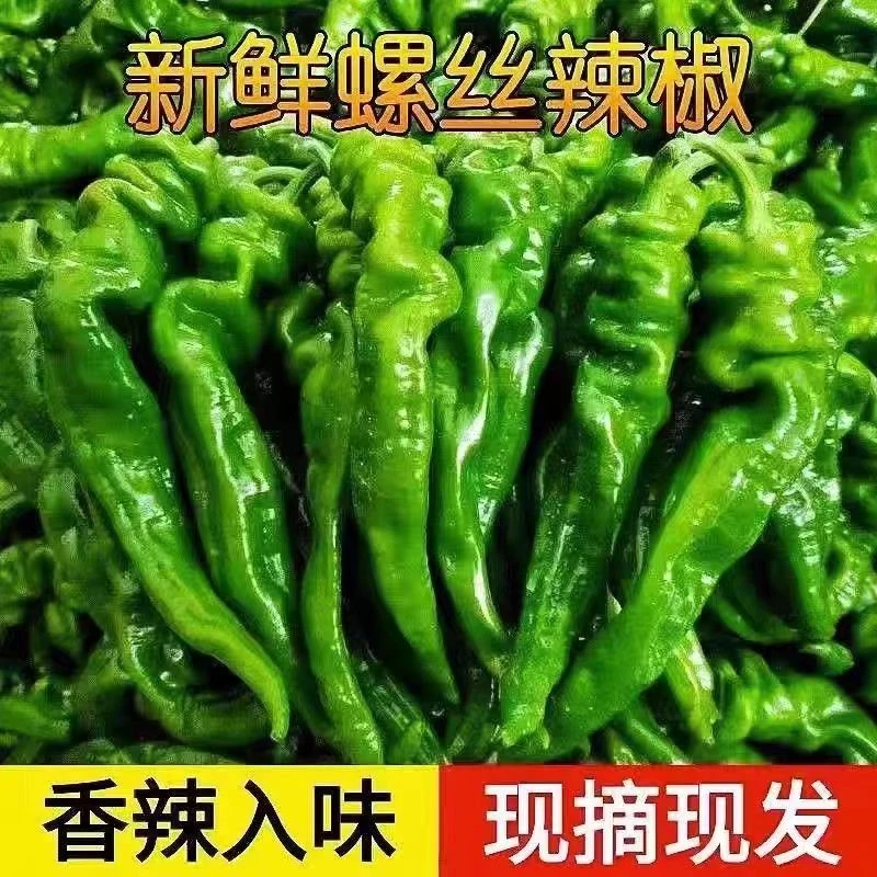 【新鲜】东北螺丝椒辣椒绿辣椒2斤顺丰包邮