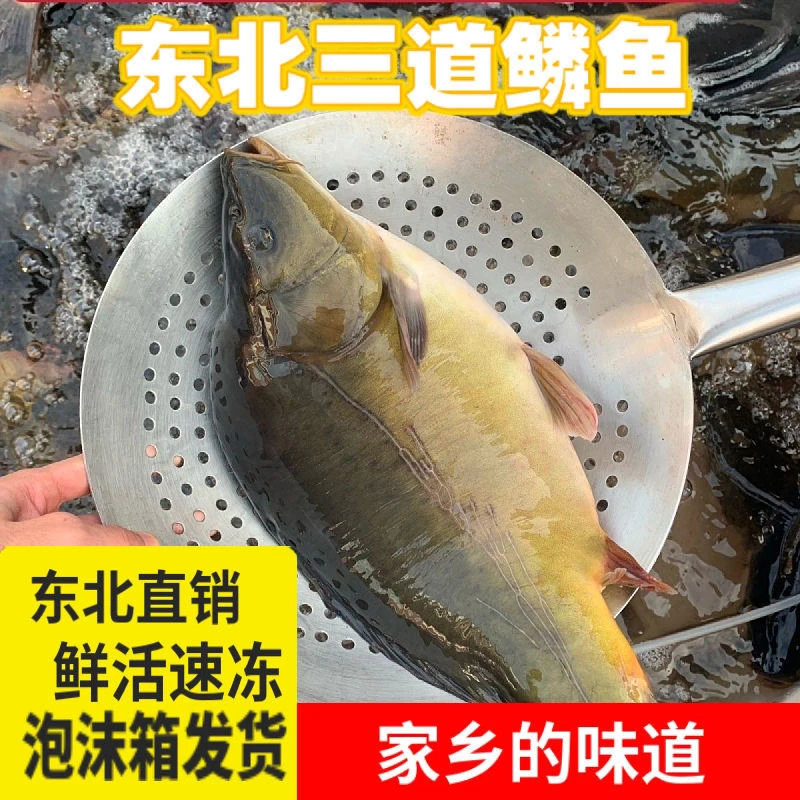 【春节不打烊】东北三道鳞框镜鱼3斤顺丰包邮新鲜速冻发货