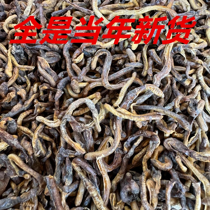 正宗纯青黑臭蚯蚓干 未开肚 抓黄鳝下地笼专用 青蚯蚓干腥味纯正