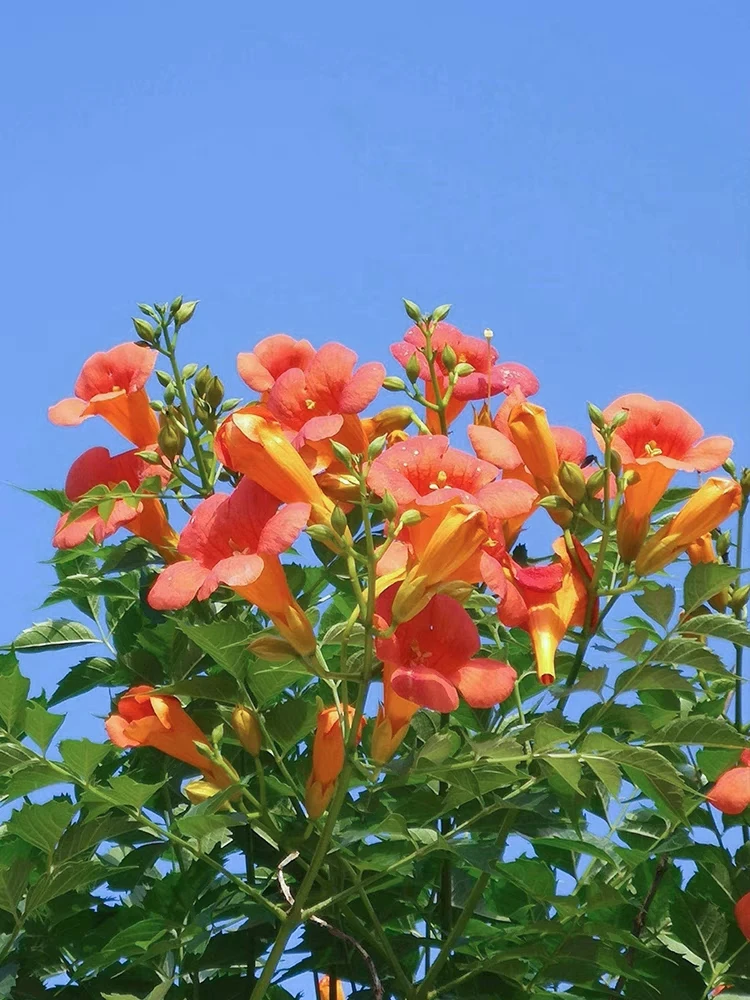 一物一拍 凌霄花四季爬藤植物耐热耐寒