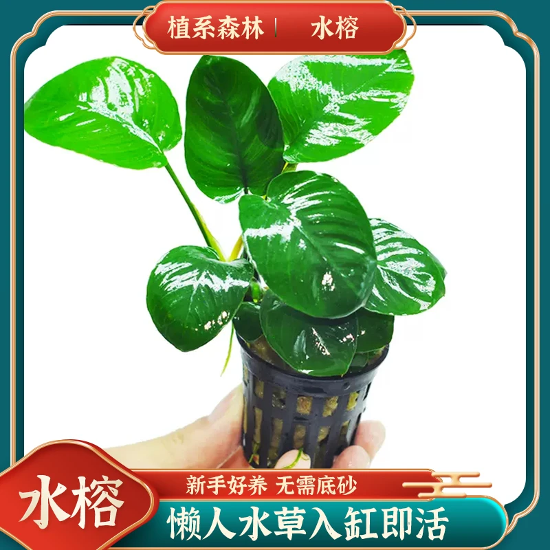 【水草福利】-新号开播福利真水草鱼缸水草植物活体耐活耐