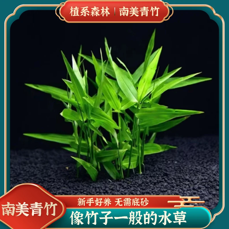 【南美青竹】一竹成林-无需二氧化碳低砂鱼缸造景阴性水草淡水植物