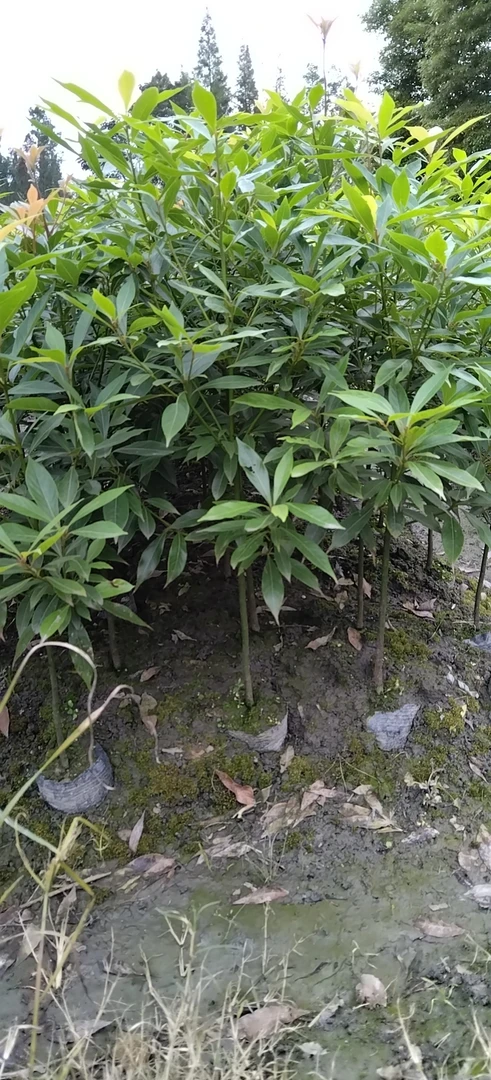 金丝楠木杯苗金丝楠木树正宗50到70公分高，自家种植，品种纯正！