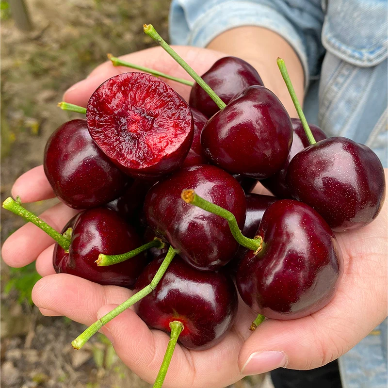 【顺丰包邮A】智利进口科迪亚车厘子肉厚多汁新鲜水果5斤