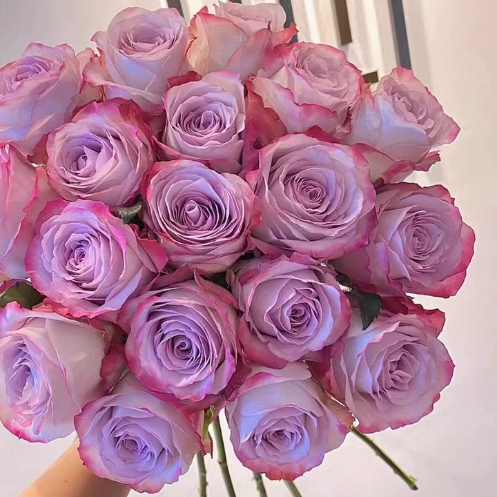 《一物一拍》精品切花月季玫瑰