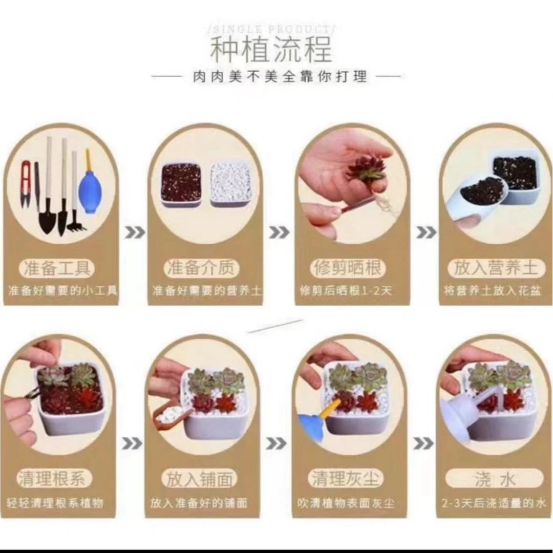 【彩虹套餐】带盆土有香味净化空气 新手好养 百荟多肉 2单包邮