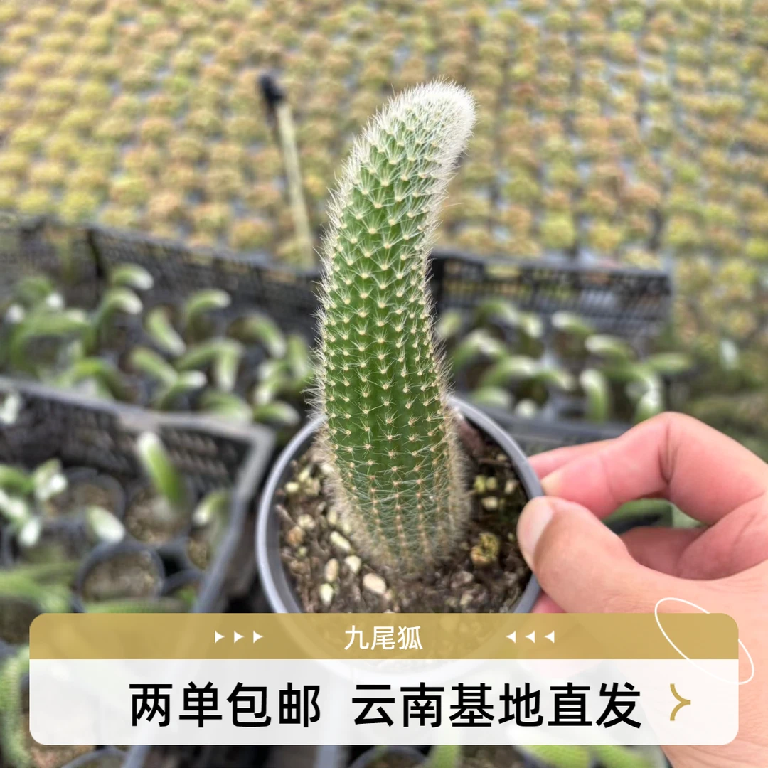 百荟多肉（两单包邮）单头九尾狐多肉植物 脱土发货
