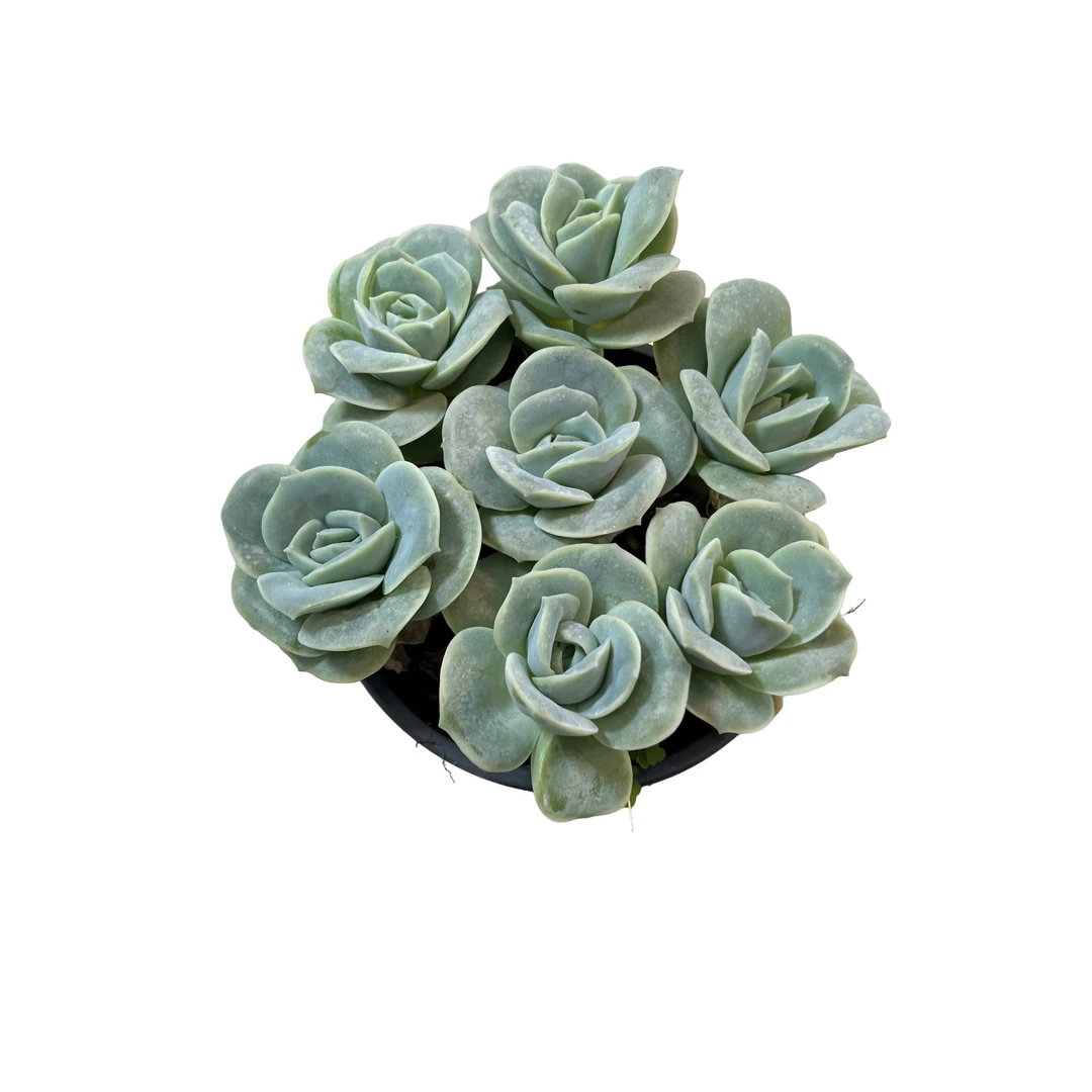 百荟  120杯可爱玫瑰多肉盆栽 带盆带土发货