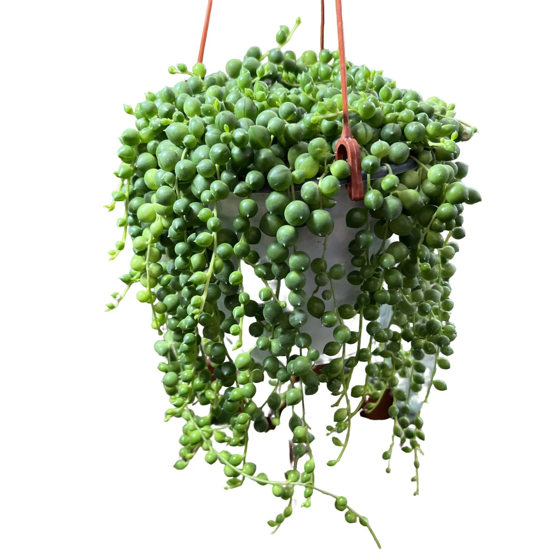 百荟（两单包邮）  120佛珠 带盆带土发