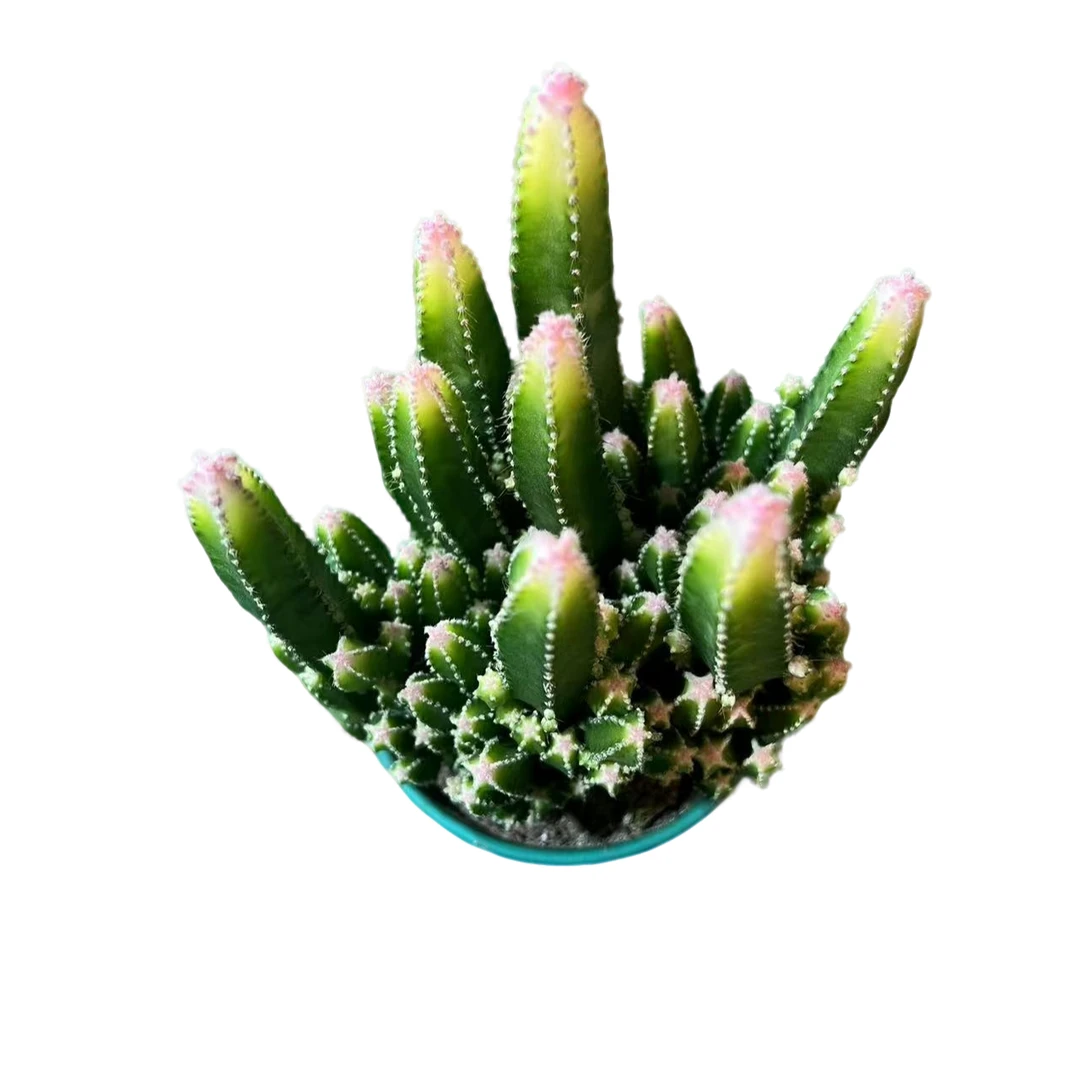 百荟（两单包邮）万重山多肉盆栽 阳台盆栽 带盆土发货