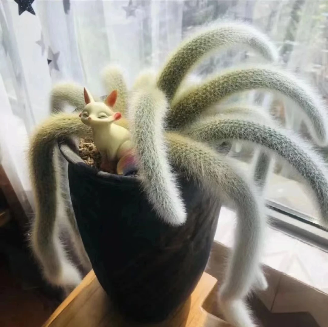 百荟 （两单包邮） 多头九尾狐多肉 脱土发货