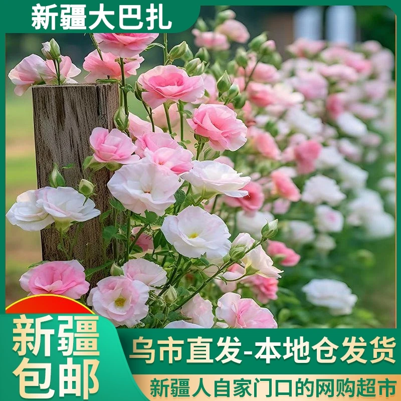 【新疆包邮】洋桔梗花四季好养易活种子阳台庭院盆栽创意绿植微景观