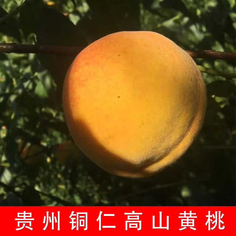 5斤贵州铜仁梵净山高山黄桃新鲜水果应毛桃锦绣当季桃子脆甜蜜桃