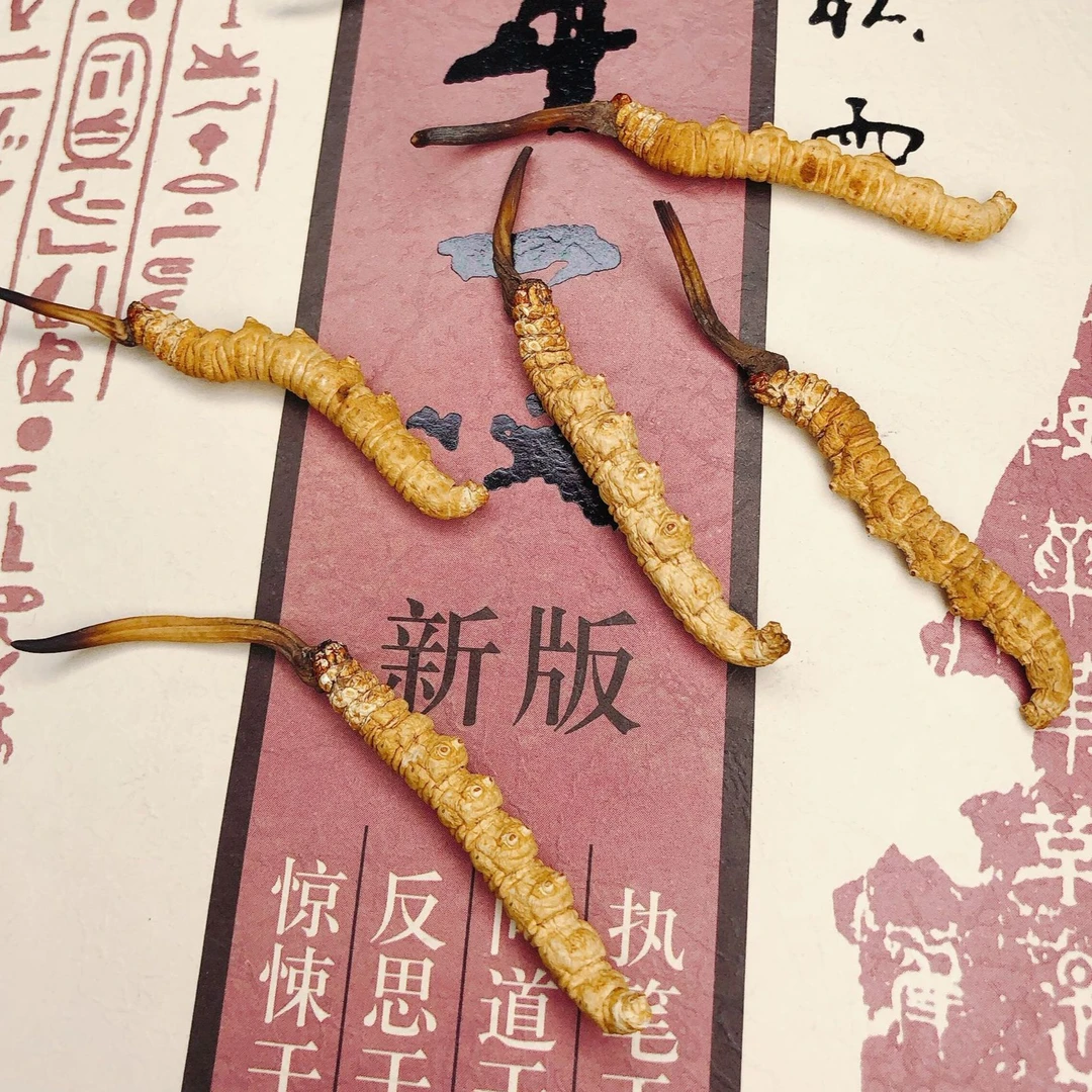 30根虫草VIP礼盒专属