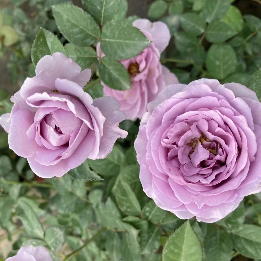 蓝色风暴棒棒糖月季（欧月系列）耐寒花（单色）