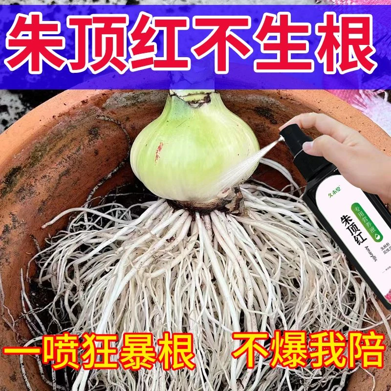 朱顶红营养液促花箭开花快促生根延花期防烂根霉根通用型液体肥