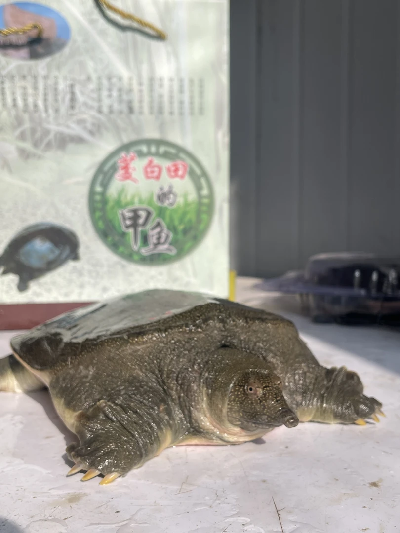 【古渡甲鱼】2.5斤装 河姆渡茭白田甲鱼土甲鱼