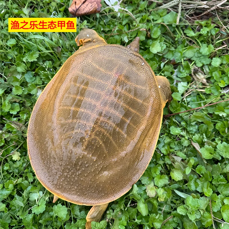 生态外塘黄油甲鱼