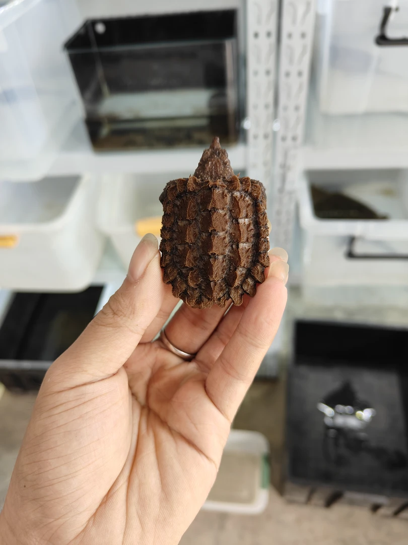 大恶龟苗，钓鱼龟，活体宠物观赏凶猛小乌龟