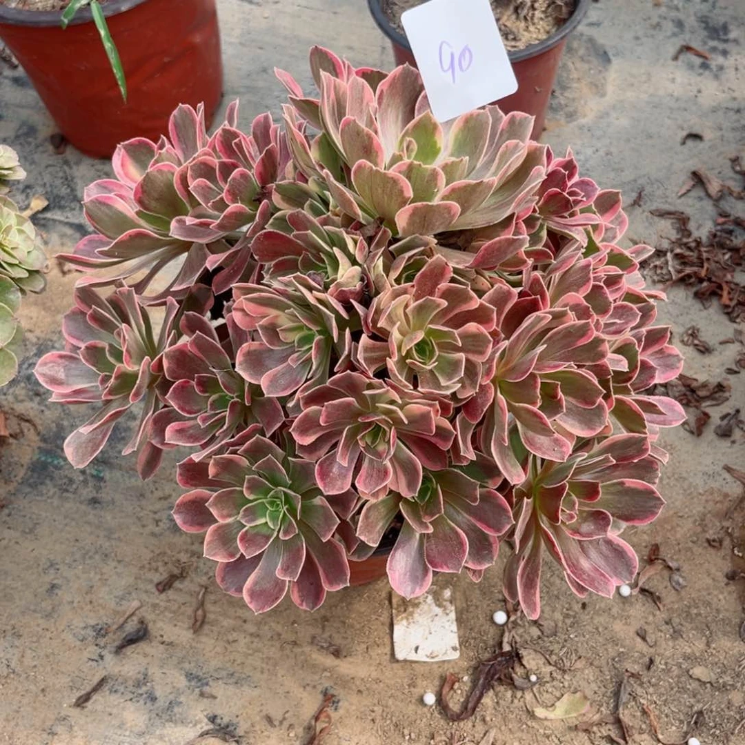 90粉体金丝鹊多肉植物