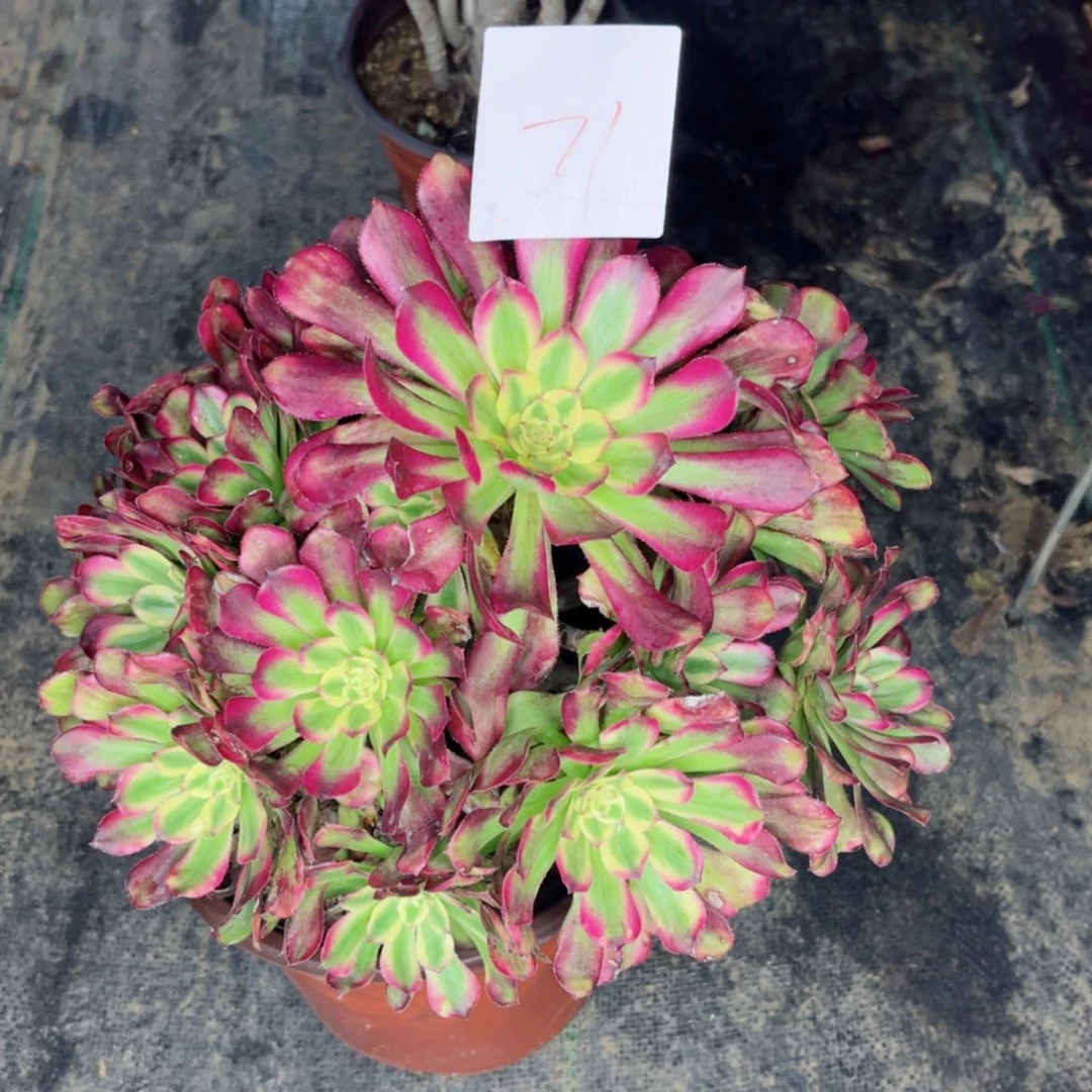 【闪购商品】71维纳斯变异