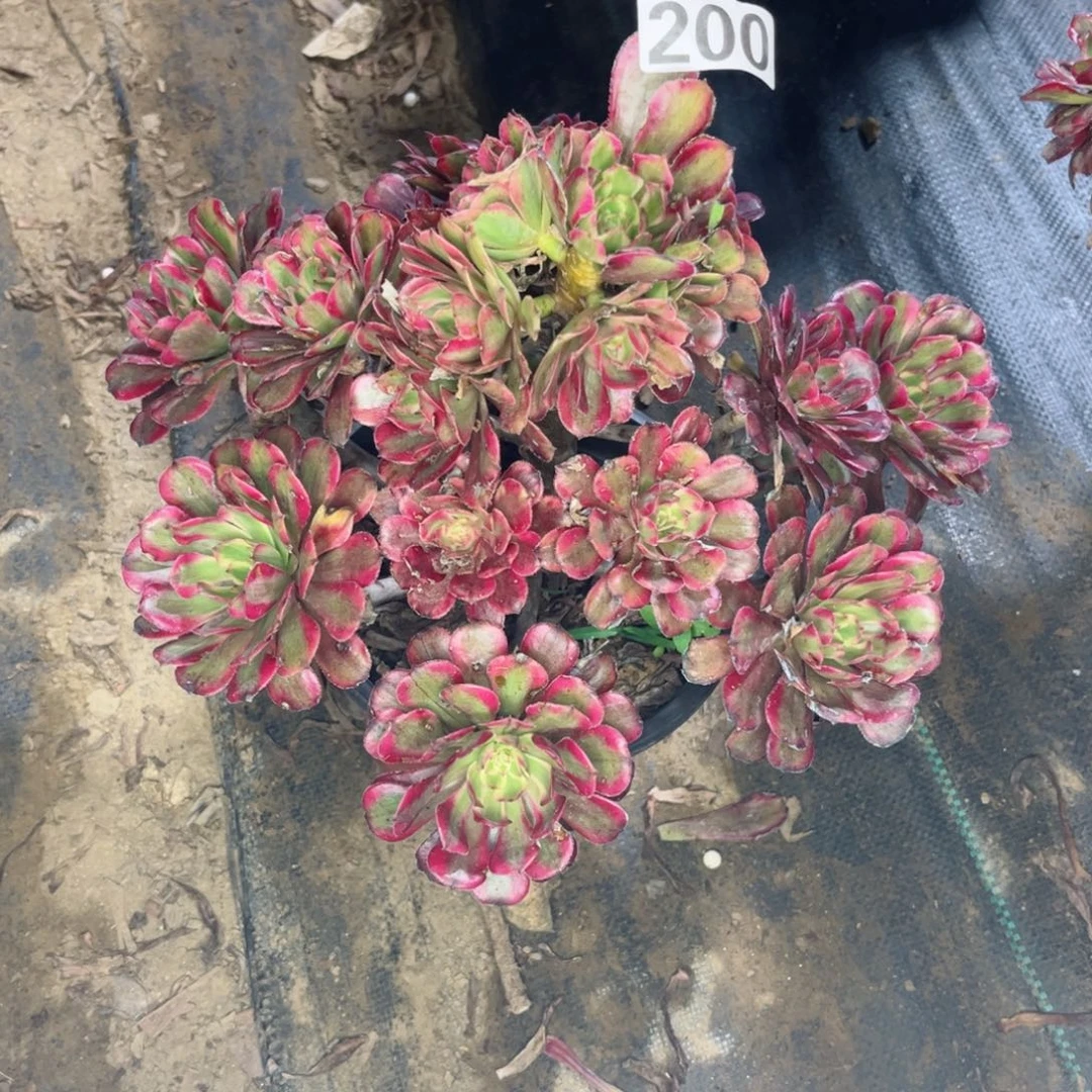 城**铺200月蝉法师多肉植物