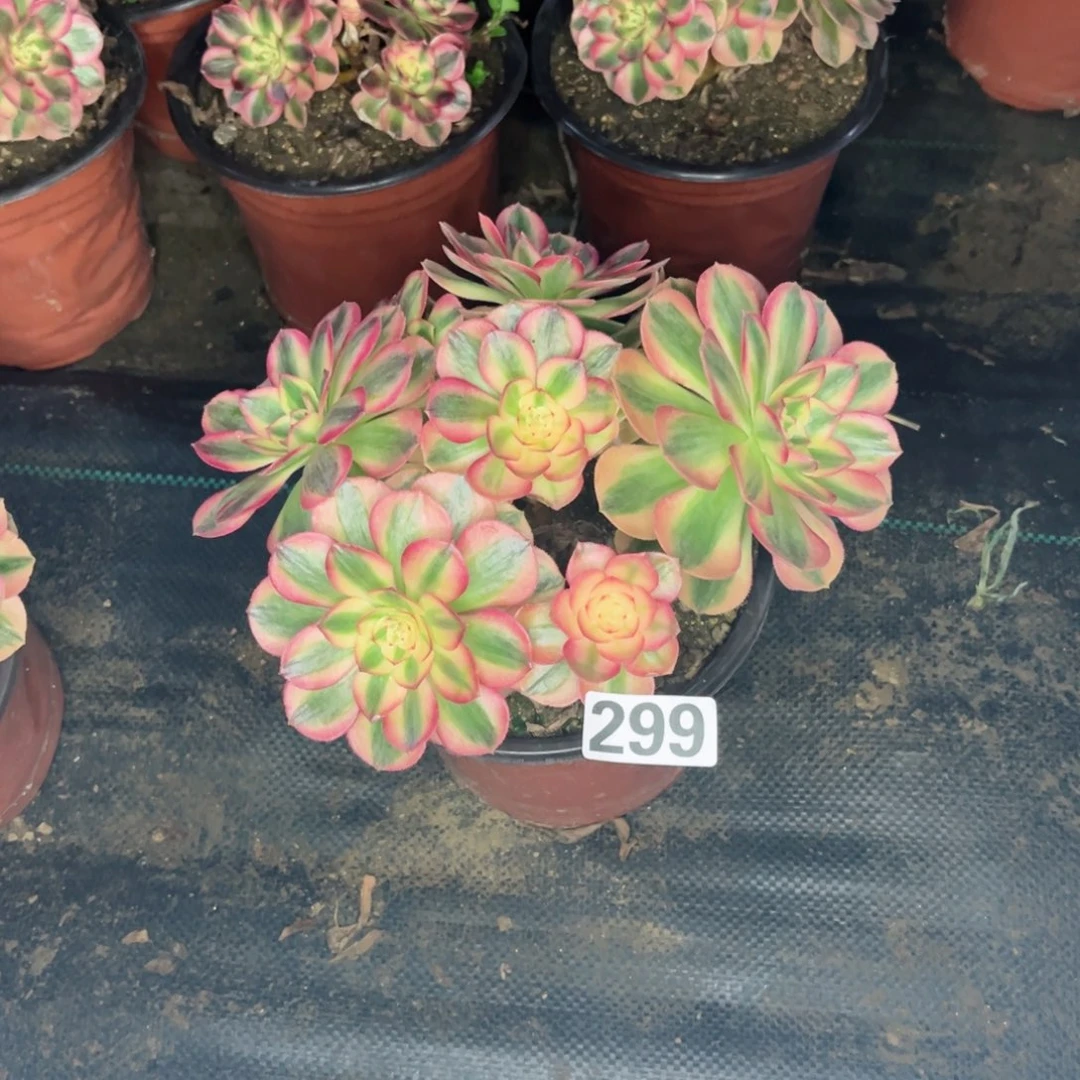 开***梁299倾城法师多肉植物