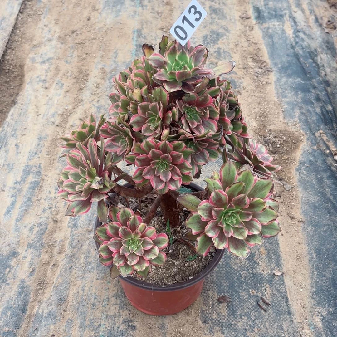 013粉霞法师多肉植物